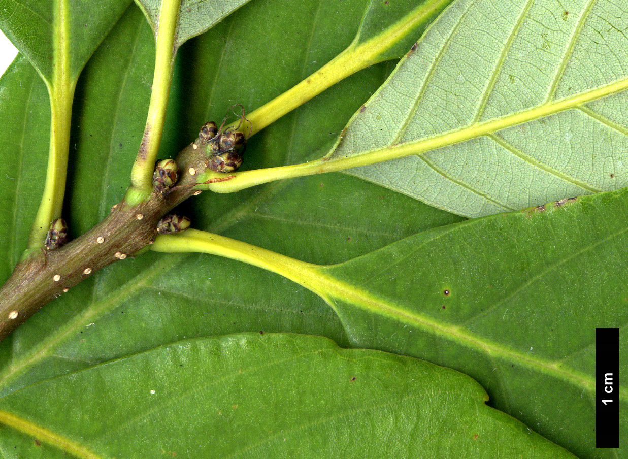 High resolution image: Family: Fagaceae - Genus: Quercus - Taxon: schottkyana