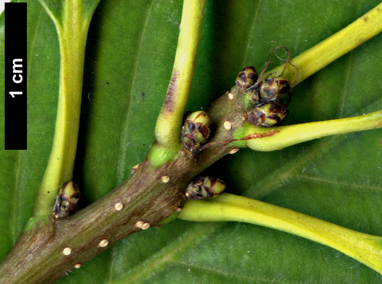 High resolution image: Family: Fagaceae - Genus: Quercus - Taxon: schottkyana