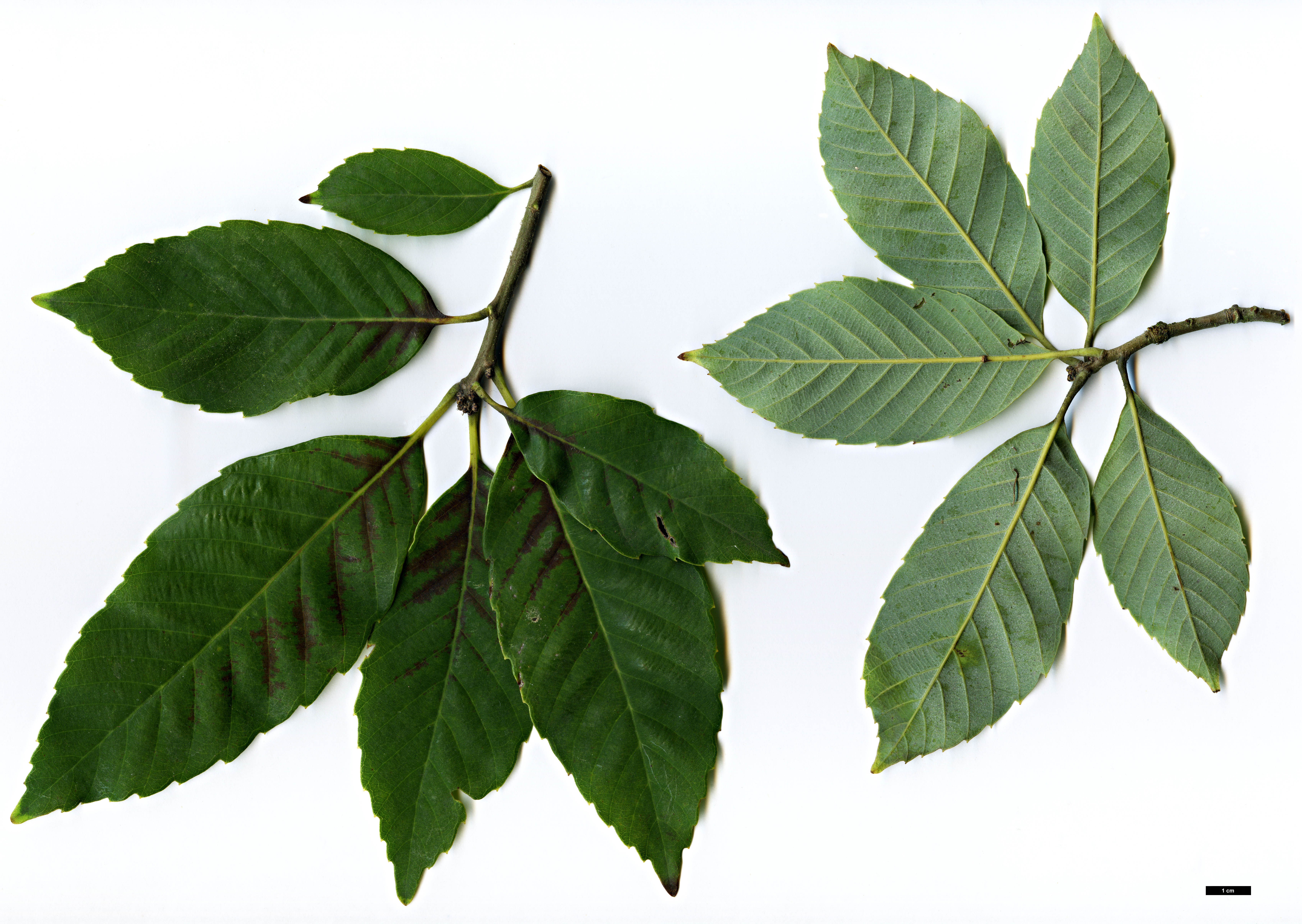 High resolution image: Family: Fagaceae - Genus: Quercus - Taxon: schottkyana