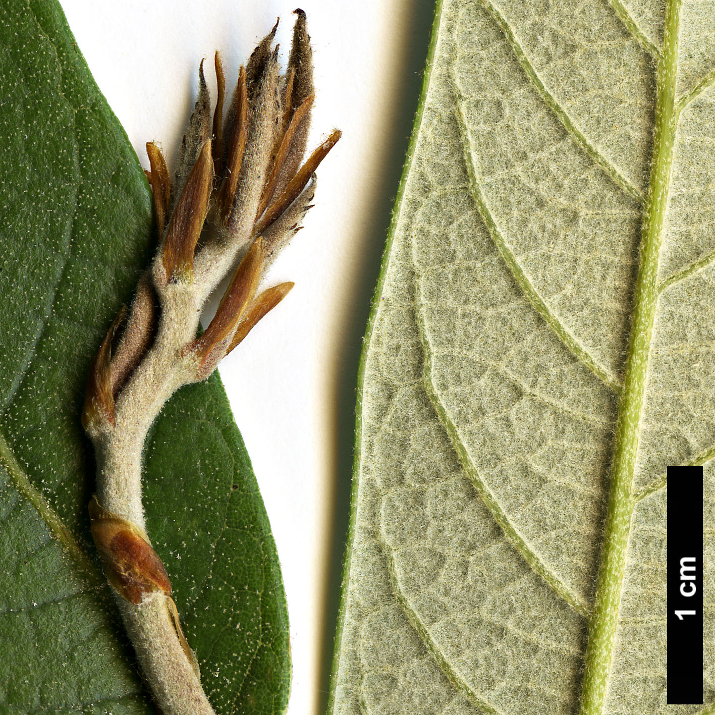 High resolution image: Family: Fagaceae - Genus: Quercus - Taxon: scytophylla