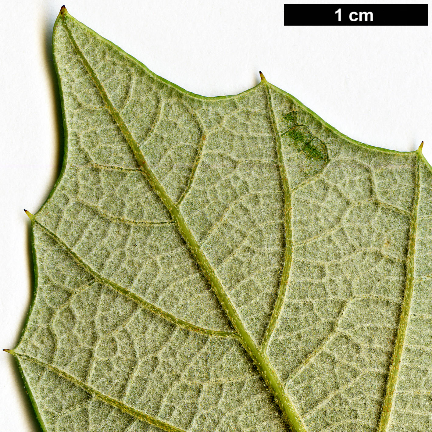 High resolution image: Family: Fagaceae - Genus: Quercus - Taxon: scytophylla