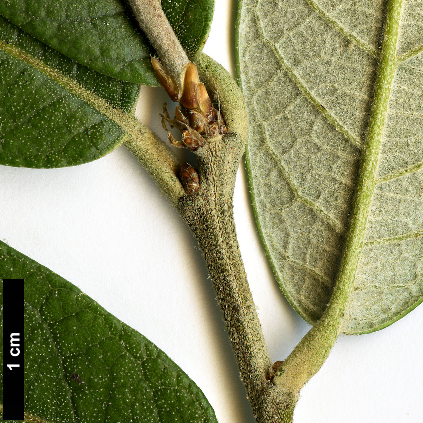 High resolution image: Family: Fagaceae - Genus: Quercus - Taxon: scytophylla