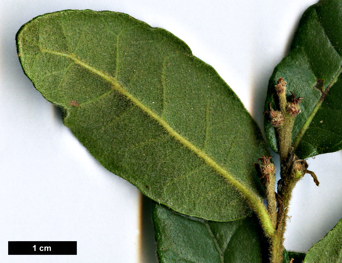 High resolution image: Family: Fagaceae - Genus: Quercus - Taxon: senescens