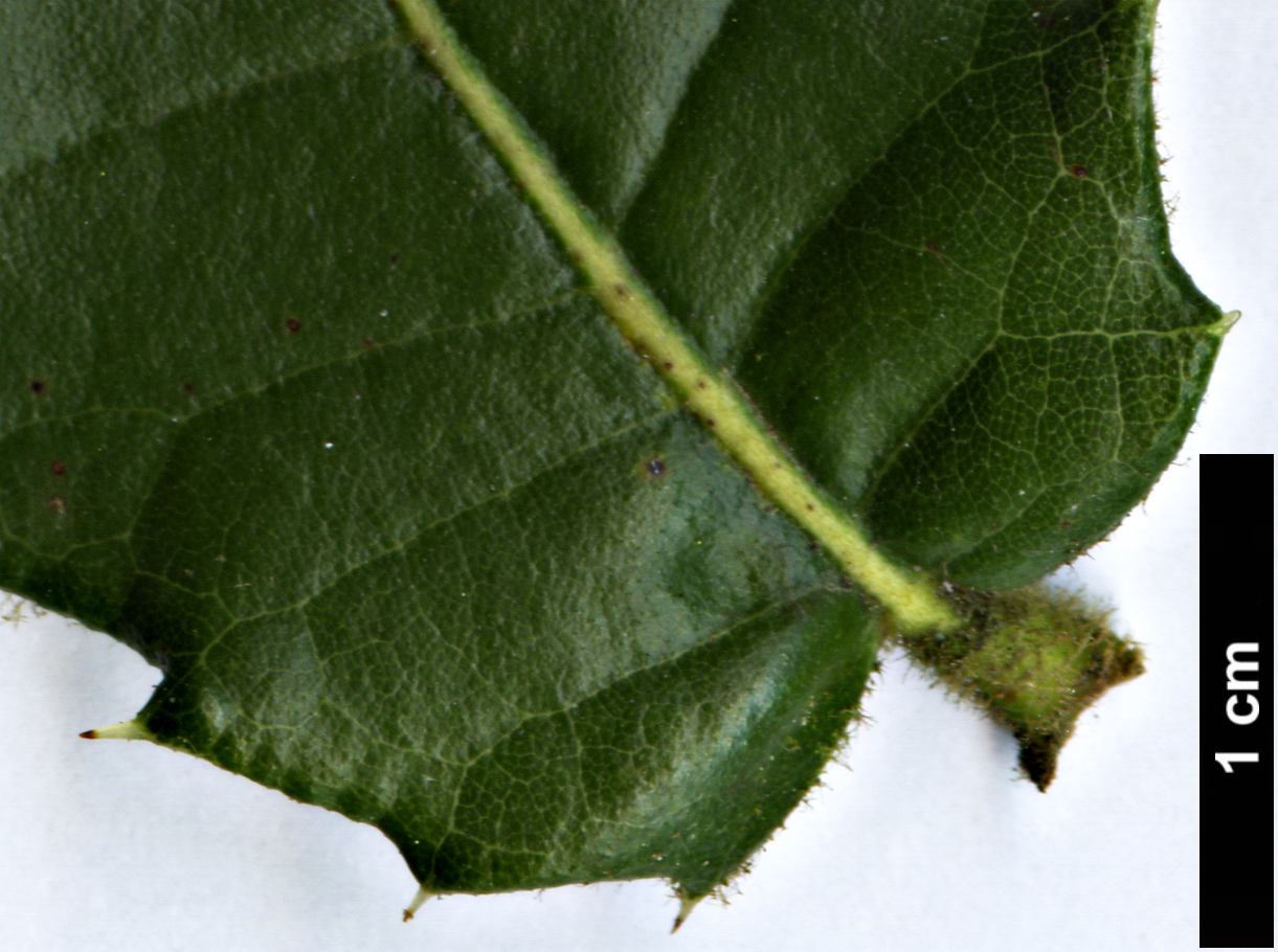 High resolution image: Family: Fagaceae - Genus: Quercus - Taxon: senescens