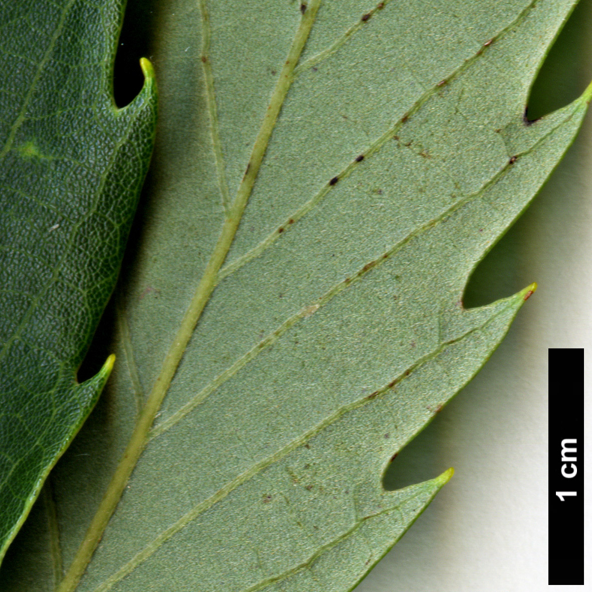 High resolution image: Family: Fagaceae - Genus: Quercus - Taxon: serrata