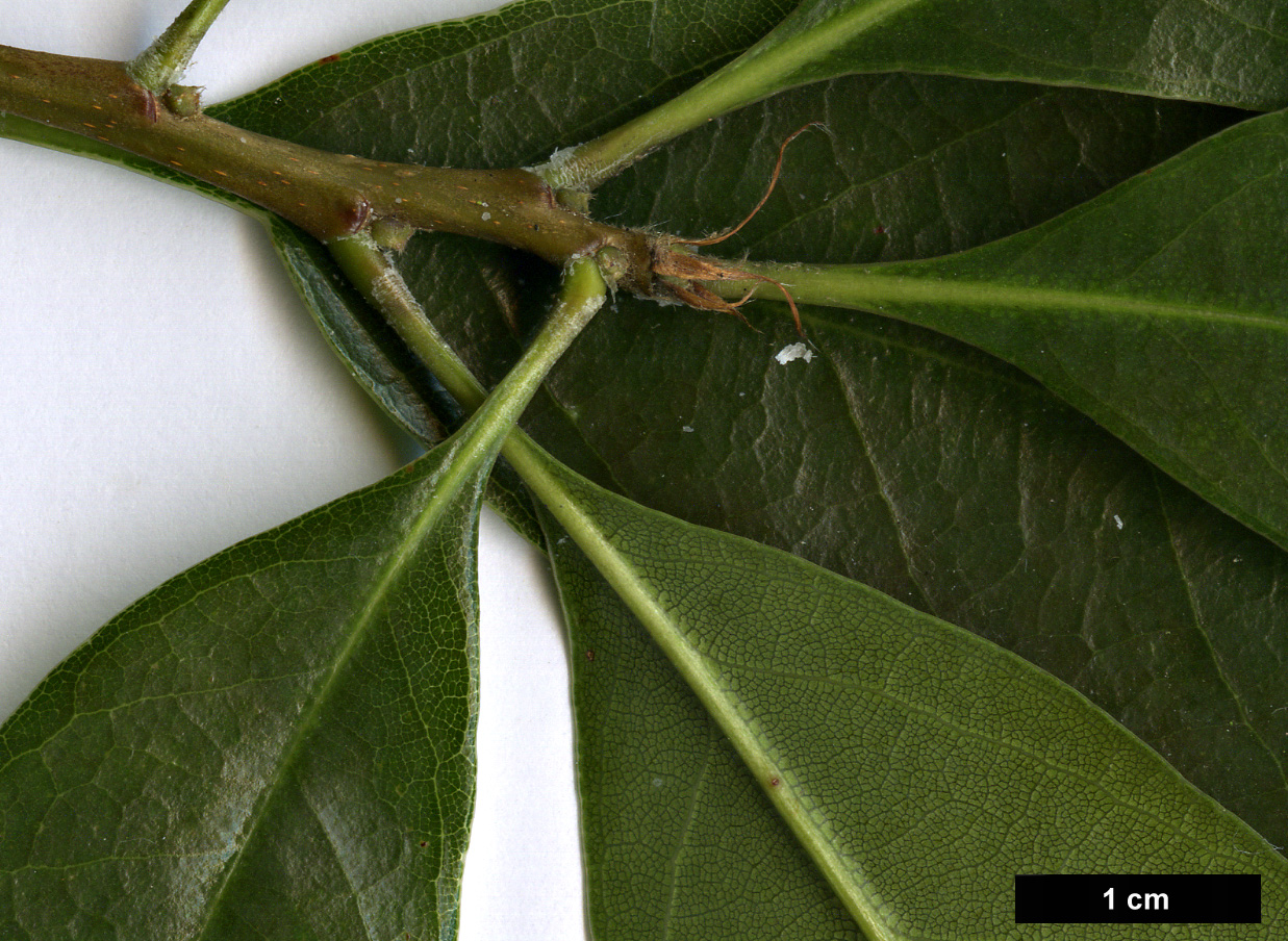 High resolution image: Family: Fagaceae - Genus: Quercus - Taxon: sessilifolia