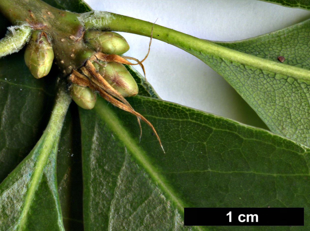 High resolution image: Family: Fagaceae - Genus: Quercus - Taxon: sessilifolia