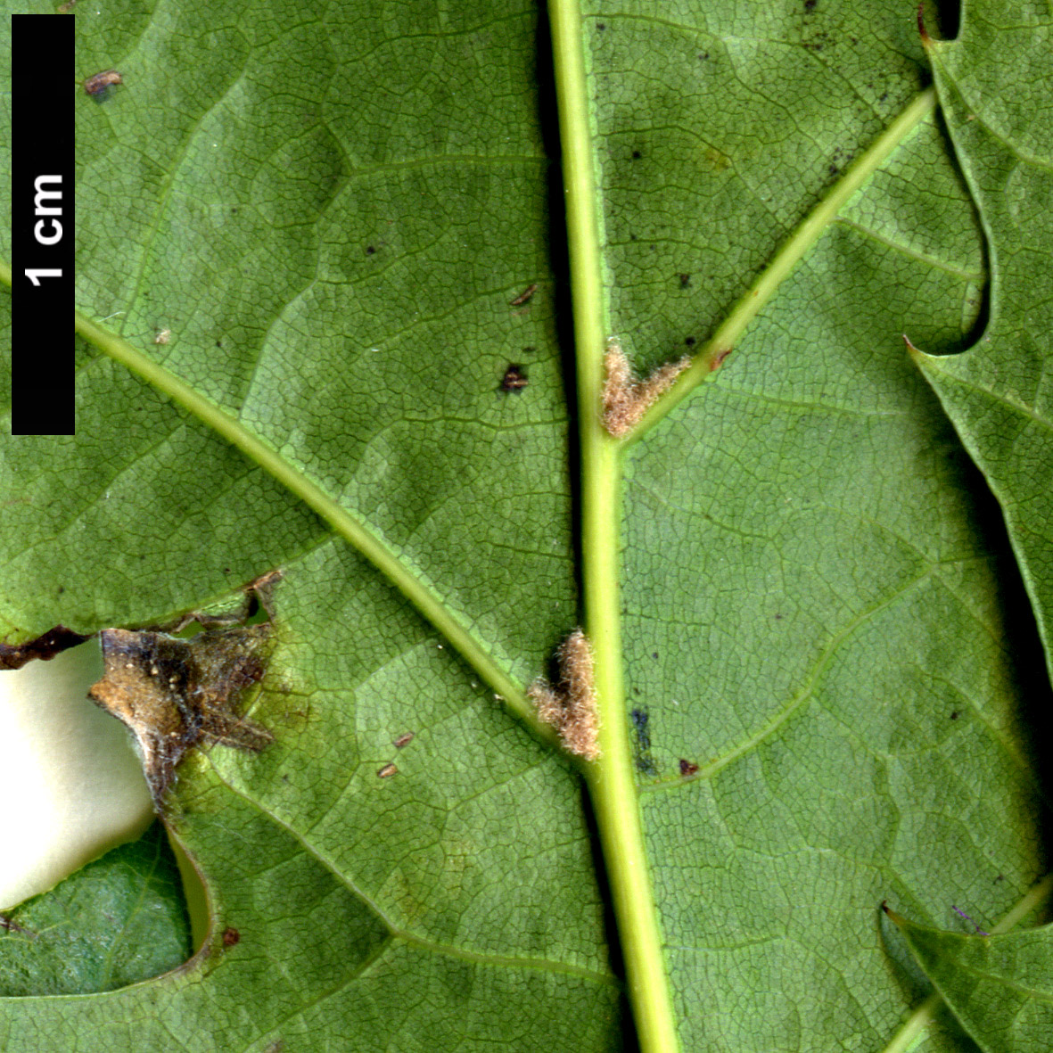 High resolution image: Family: Fagaceae - Genus: Quercus - Taxon: shumardii