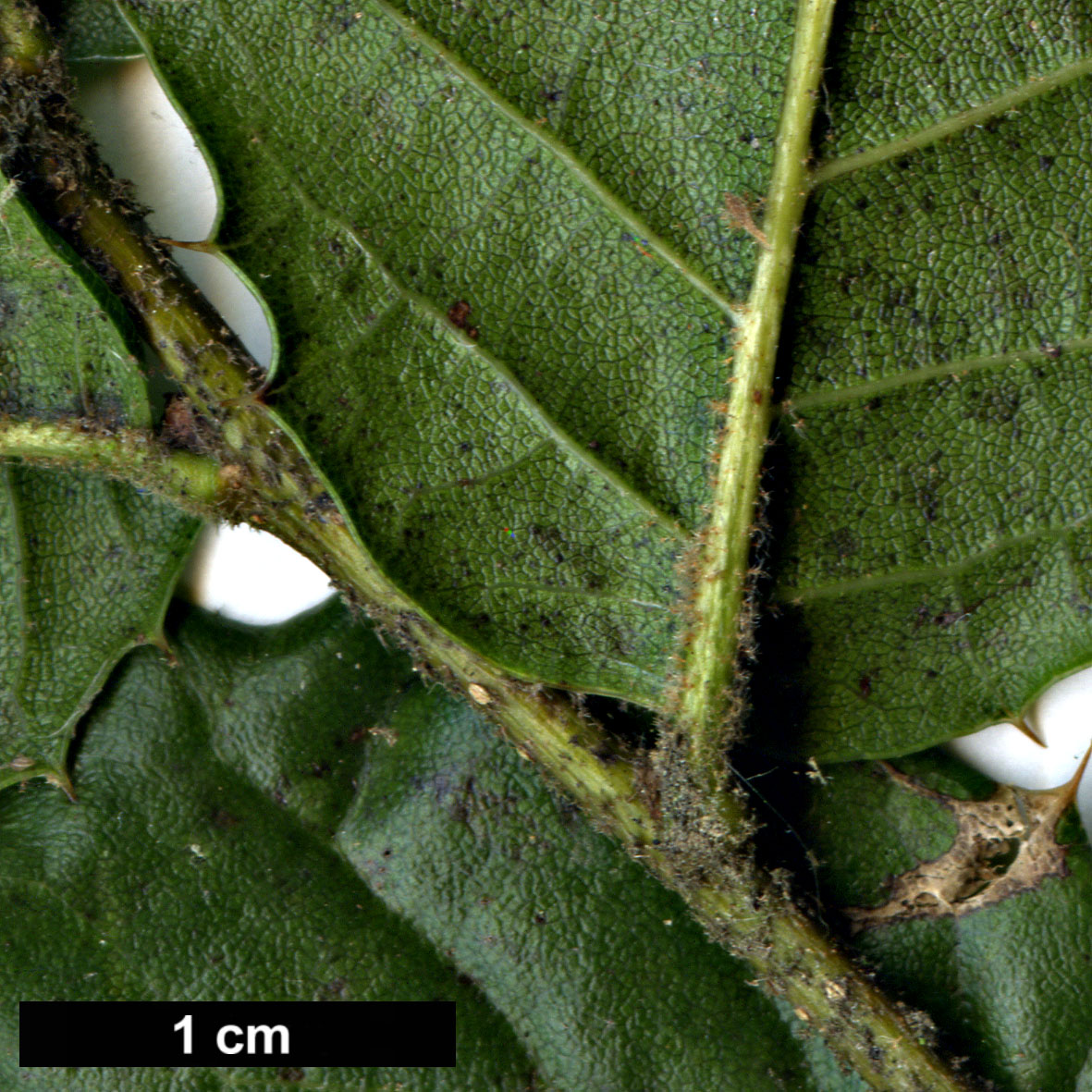 High resolution image: Family: Fagaceae - Genus: Quercus - Taxon: spinosa