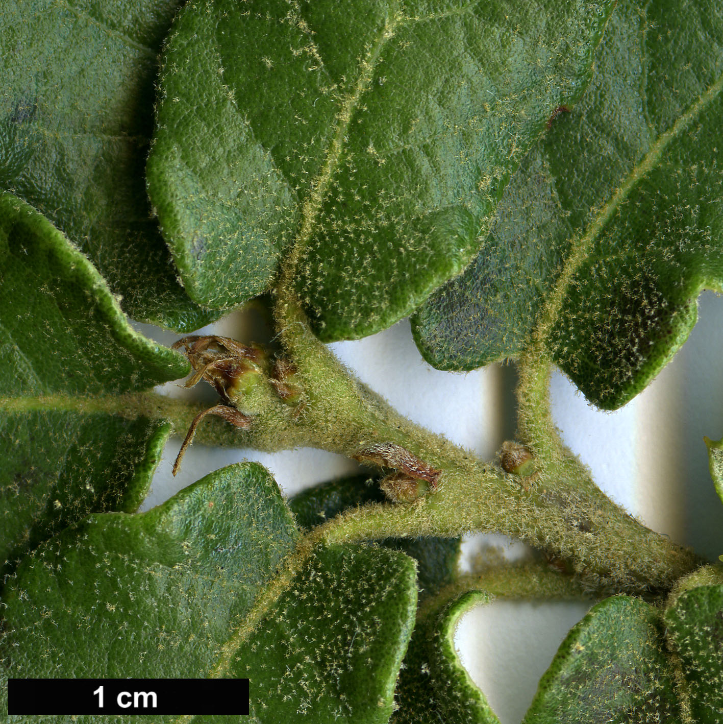 High resolution image: Family: Fagaceae - Genus: Quercus - Taxon: striatula