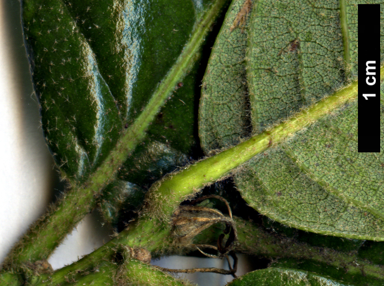 High resolution image: Family: Fagaceae - Genus: Quercus - Taxon: tomentella