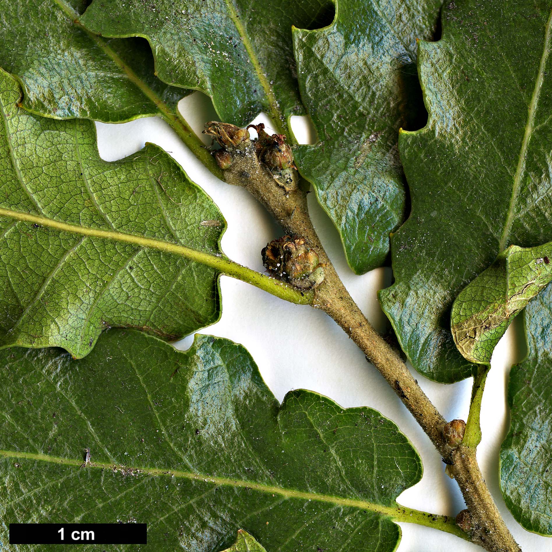 High resolution image: Family: Fagaceae - Genus: Quercus - Taxon: trojana