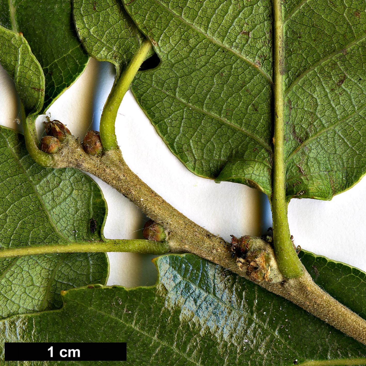 High resolution image: Family: Fagaceae - Genus: Quercus - Taxon: trojana