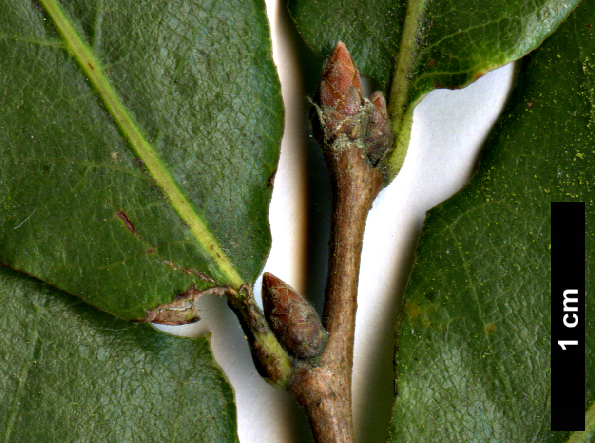 High resolution image: Family: Fagaceae - Genus: Quercus - Taxon: trojana