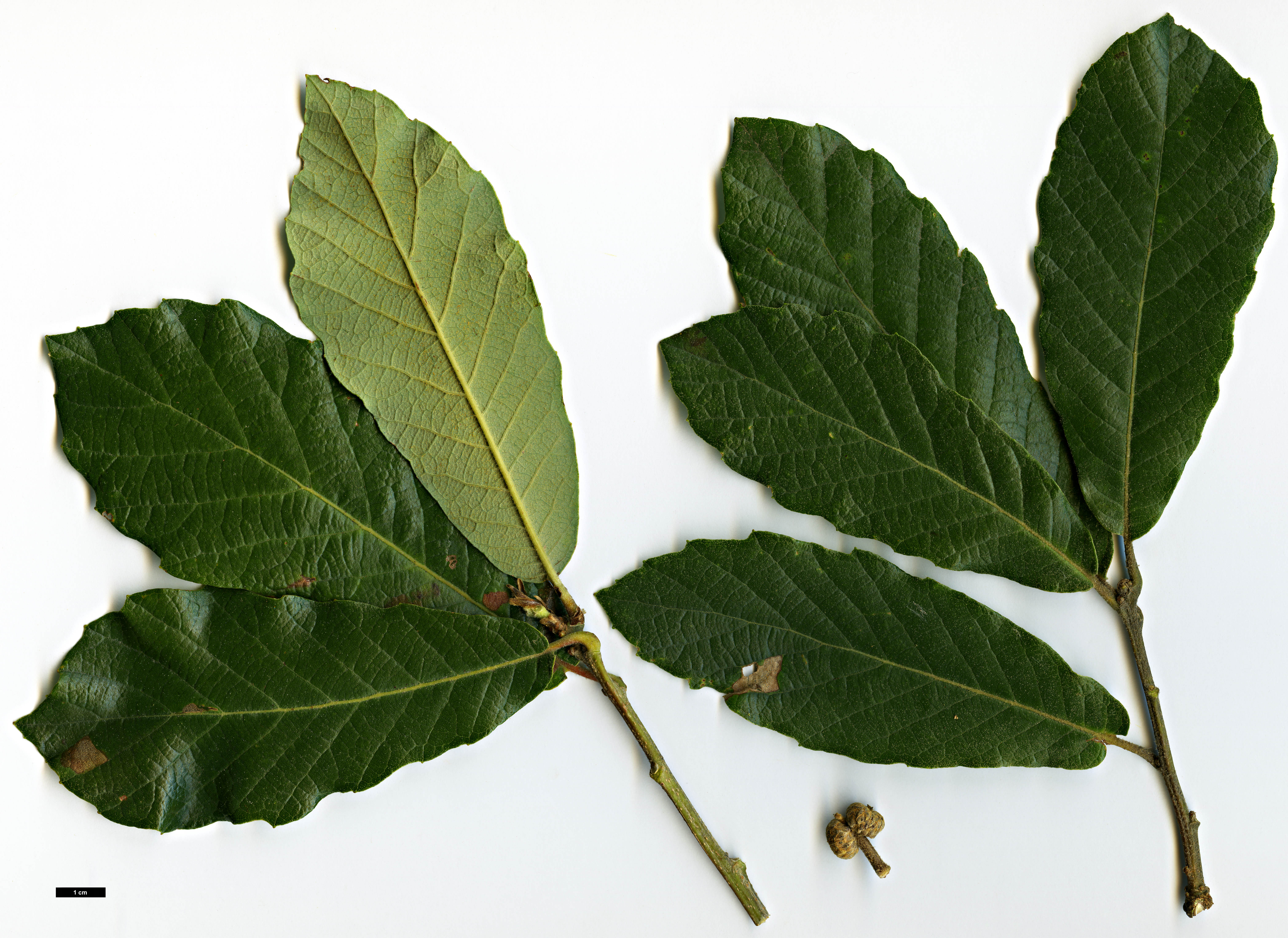 High resolution image: Family: Fagaceae - Genus: Quercus - Taxon: tuberculata