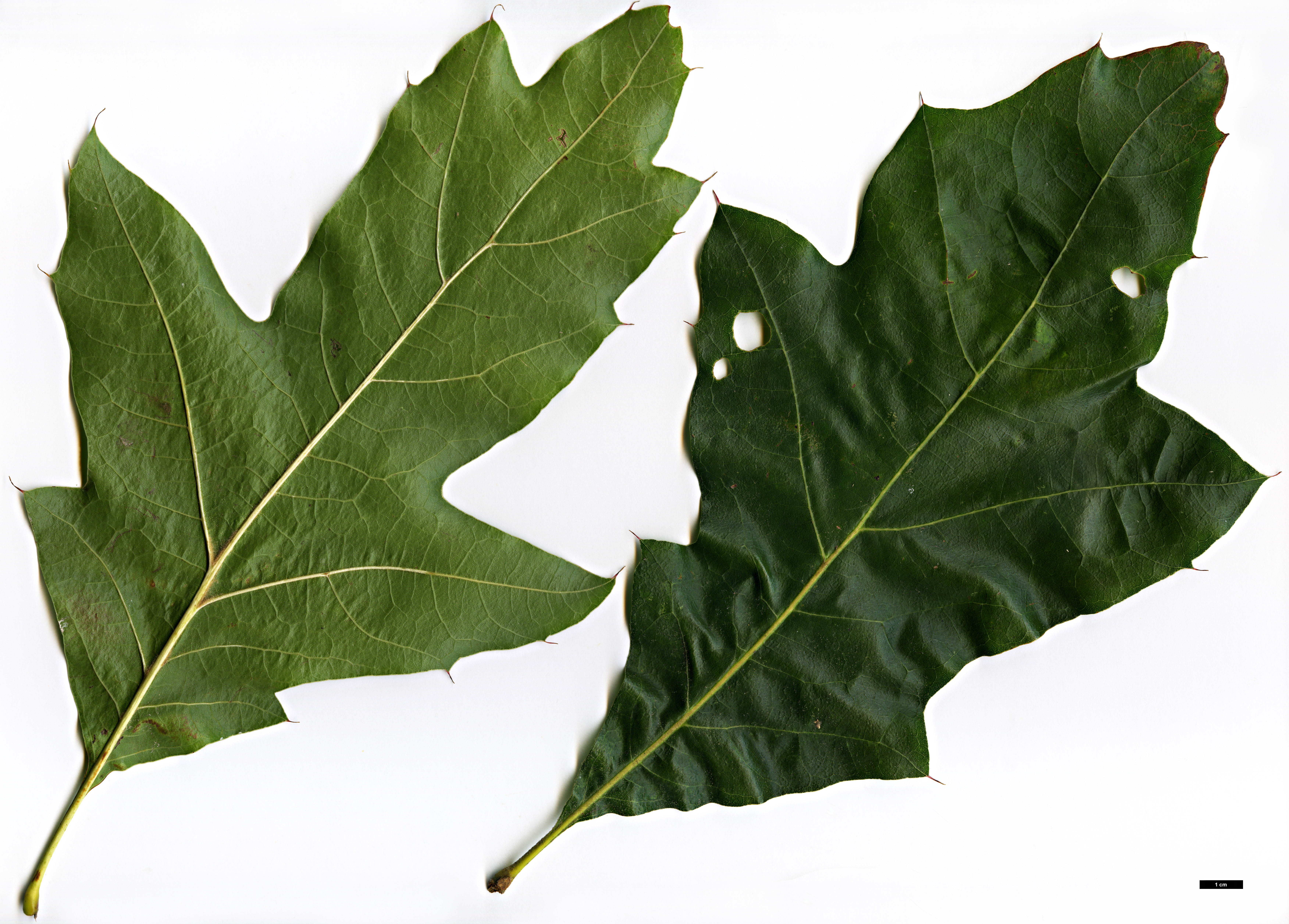 High resolution image: Family: Fagaceae - Genus: Quercus - Taxon: velutina - SpeciesSub: 'Habiflax'