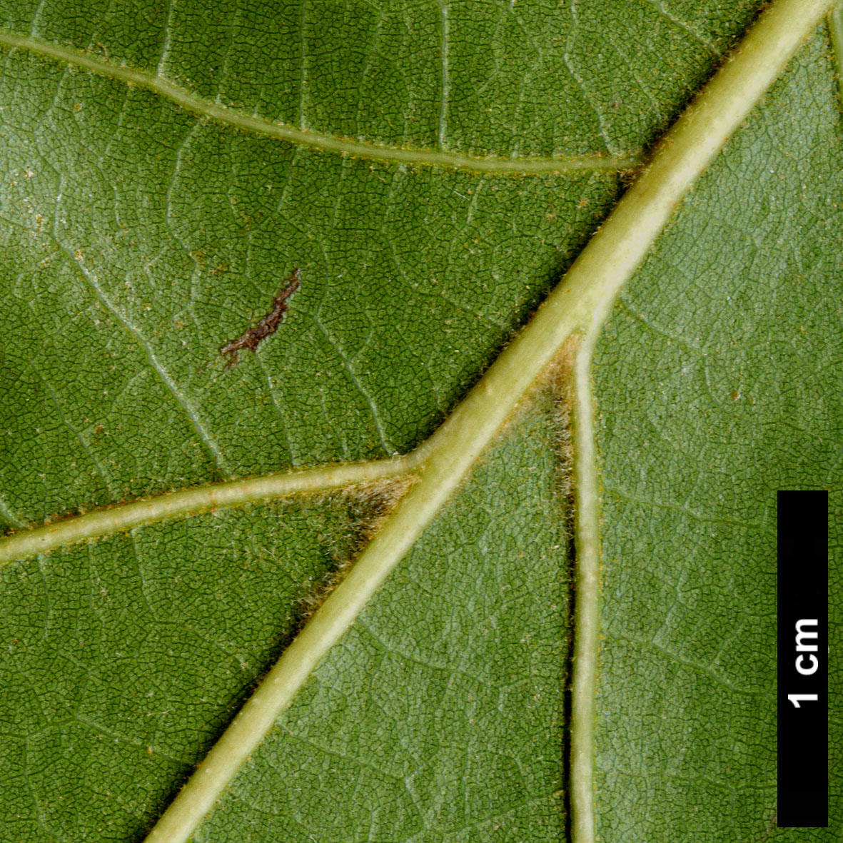 High resolution image: Family: Fagaceae - Genus: Quercus - Taxon: velutina - SpeciesSub: 'Magnifica'