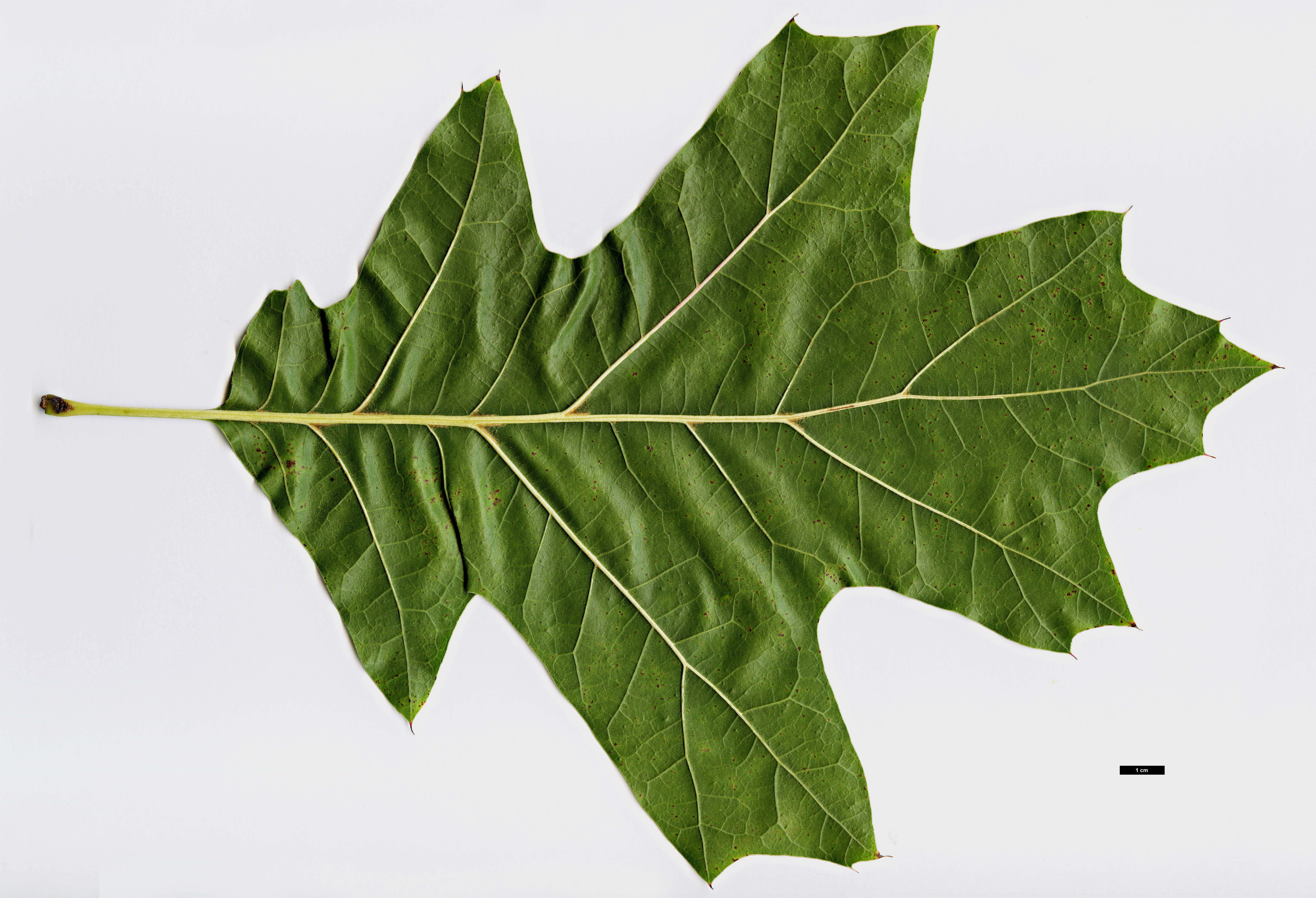 High resolution image: Family: Fagaceae - Genus: Quercus - Taxon: velutina