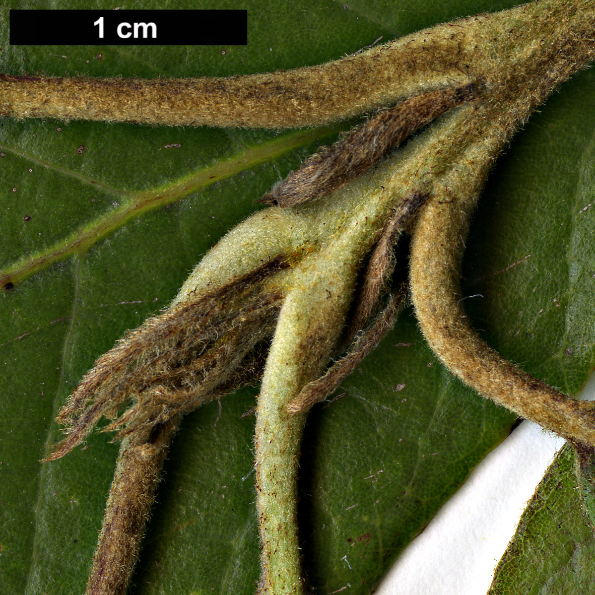 High resolution image: Family: Fagaceae - Genus: Quercus - Taxon: vicentensis