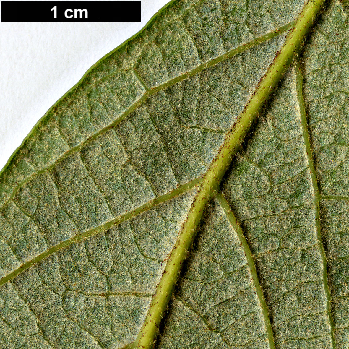 High resolution image: Family: Fagaceae - Genus: Quercus - Taxon: vicentensis