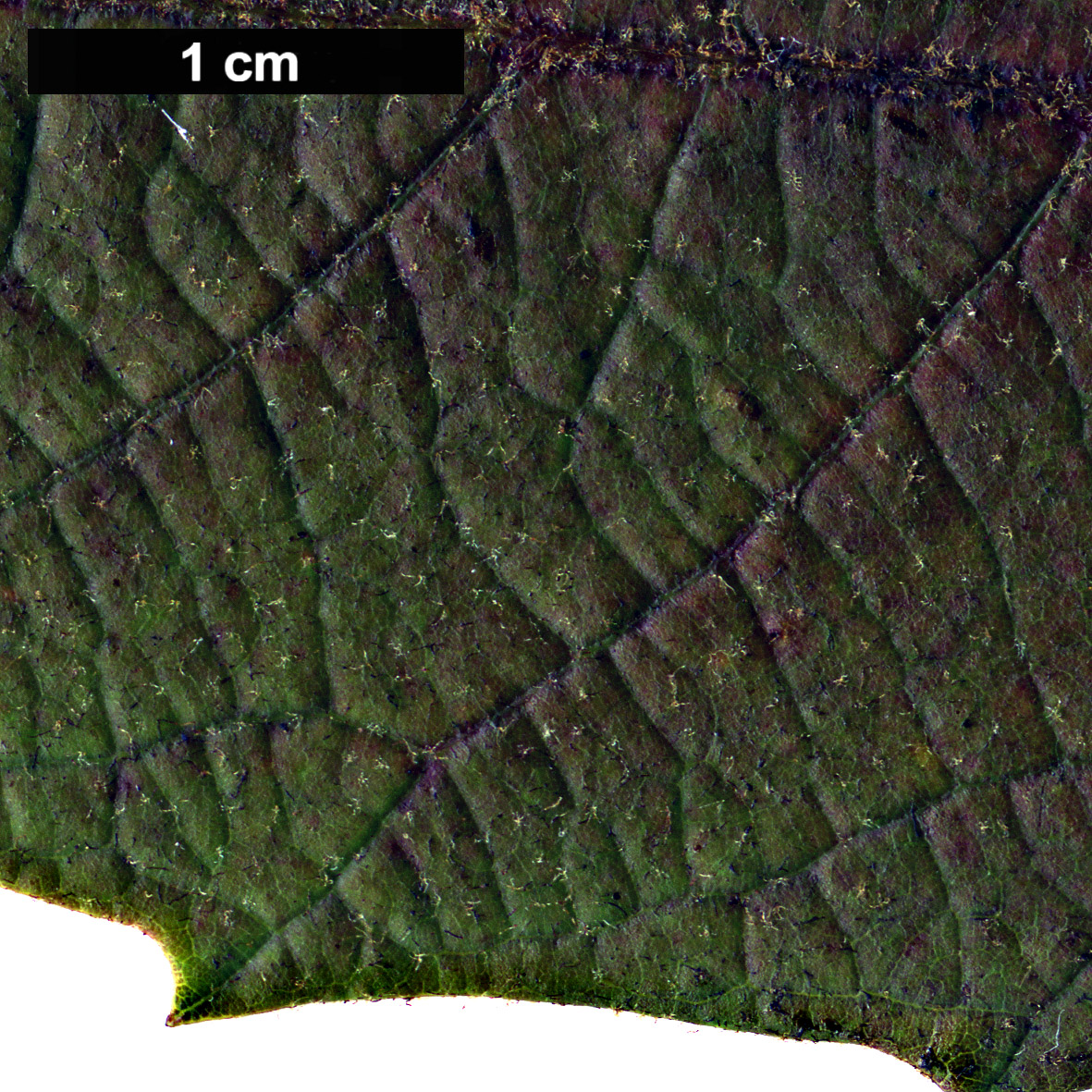 High resolution image: Family: Fagaceae - Genus: Quercus - Taxon: vicentensis