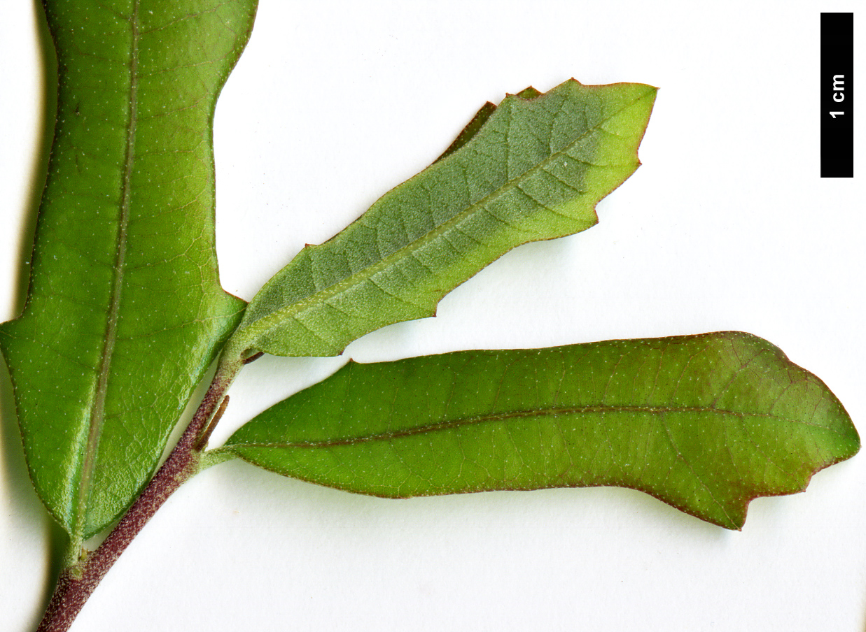 High resolution image: Family: Fagaceae - Genus: Quercus - Taxon: virginiana