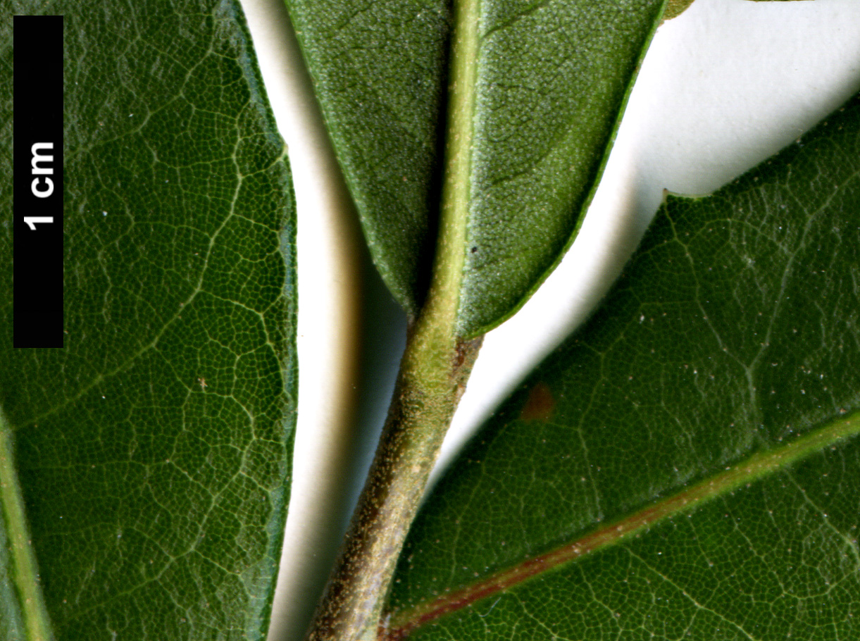 High resolution image: Family: Fagaceae - Genus: Quercus - Taxon: virginiana