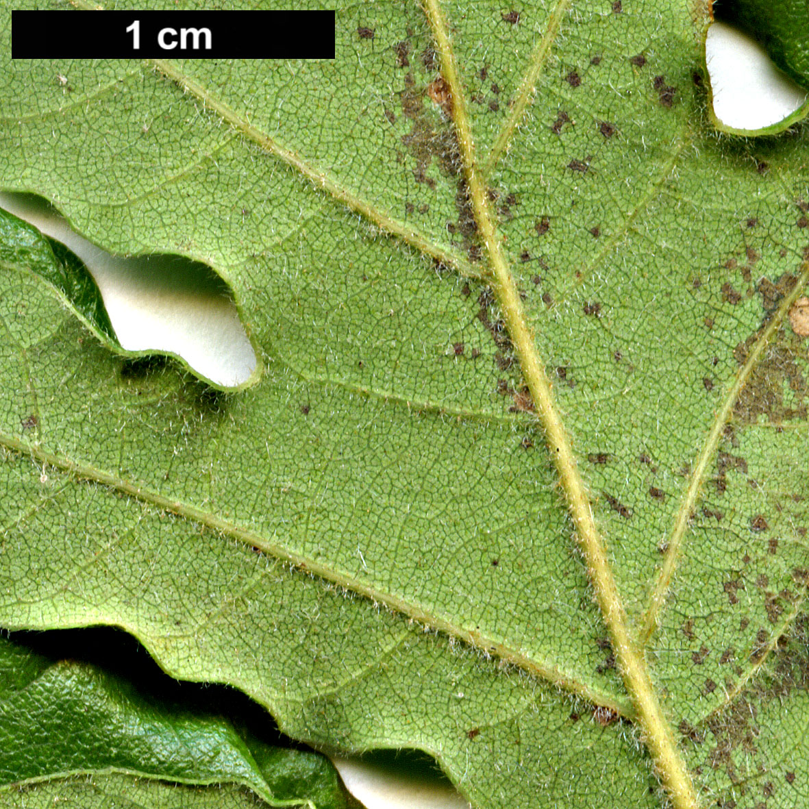 High resolution image: Family: Fagaceae - Genus: Quercus - Taxon: vulcanica