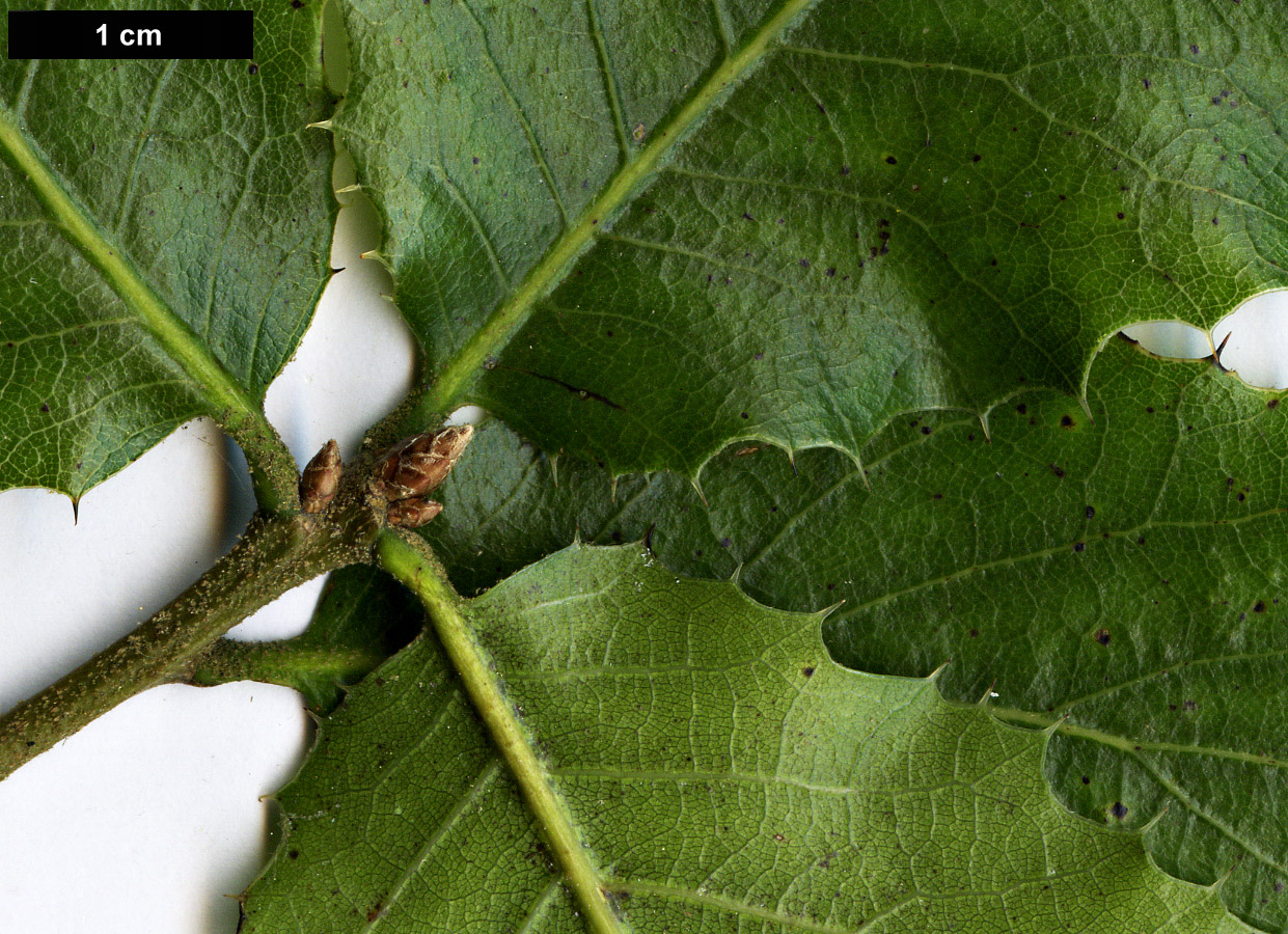 High resolution image: Family: Fagaceae - Genus: Quercus - Taxon: wislizeni