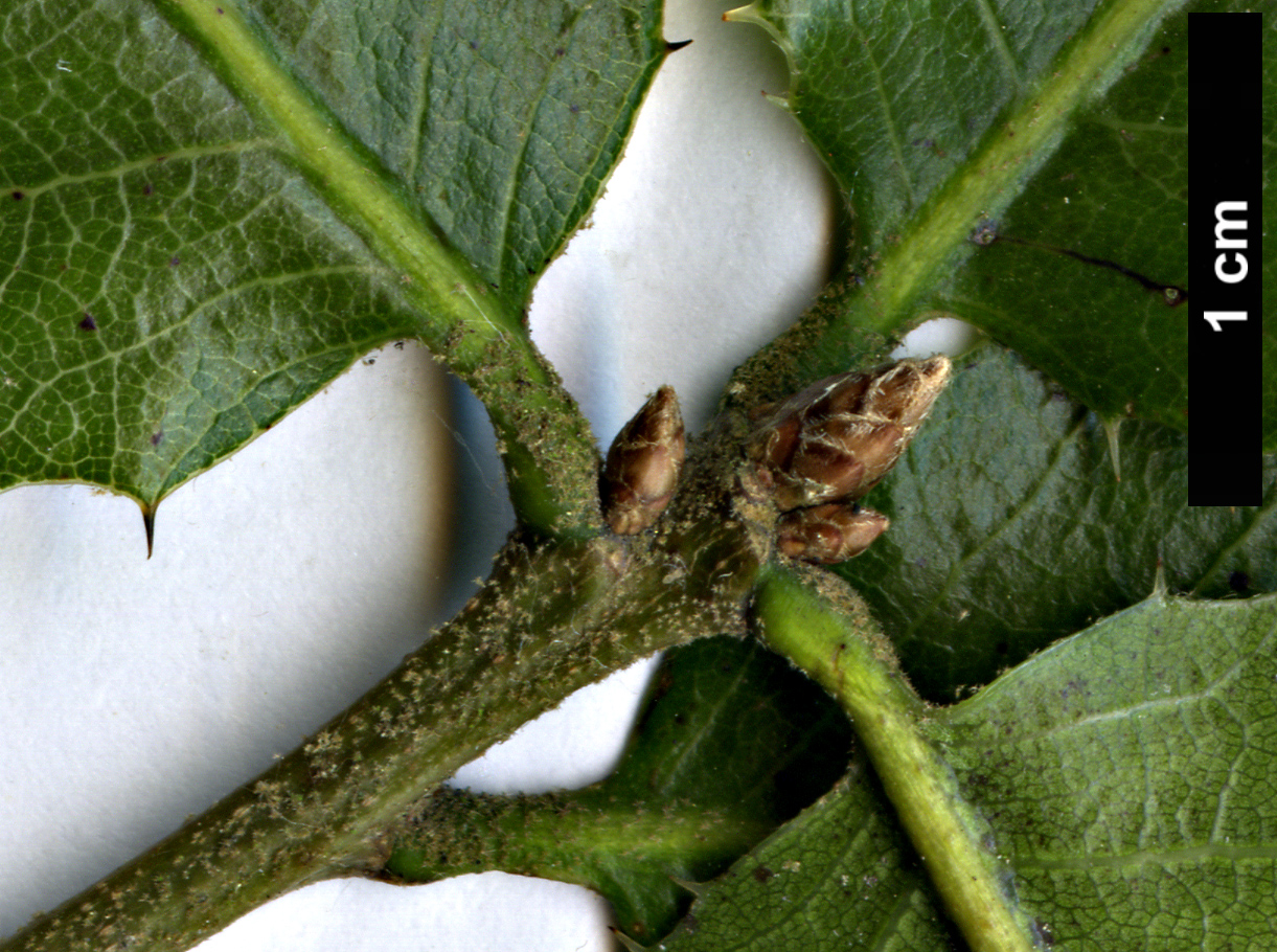 High resolution image: Family: Fagaceae - Genus: Quercus - Taxon: wislizeni