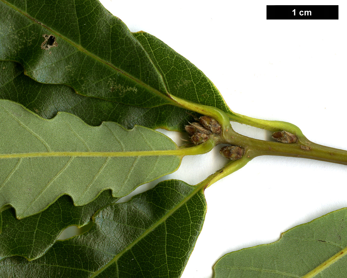 High resolution image: Family: Fagaceae - Genus: Quercus - Taxon: wutaishanica