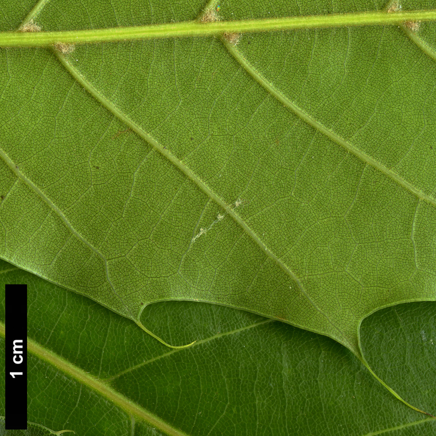 High resolution image: Family: Fagaceae - Genus: Quercus - Taxon: xalapensis