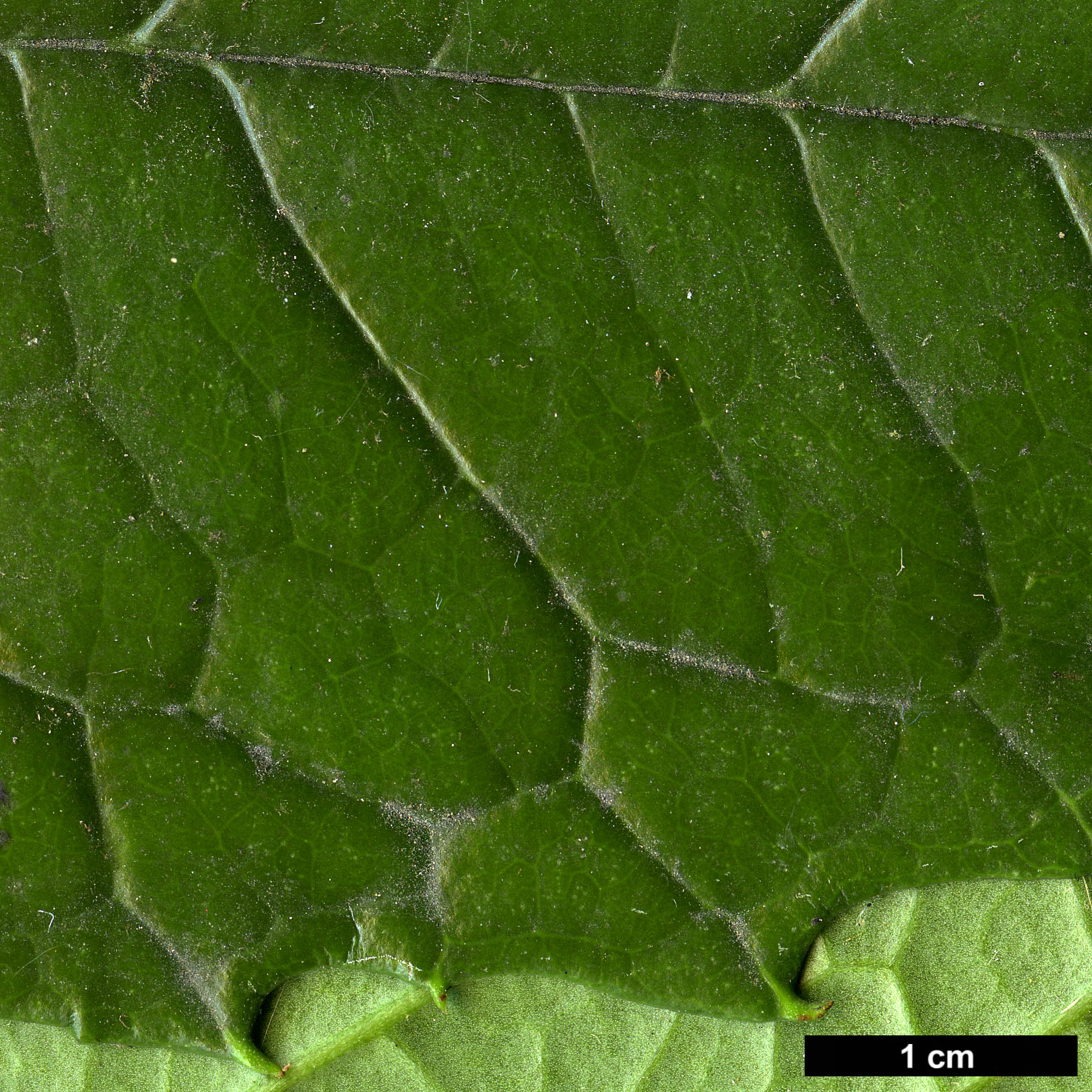 High resolution image: Family: Garryaceae - Genus: Aucuba - Taxon: chinensis