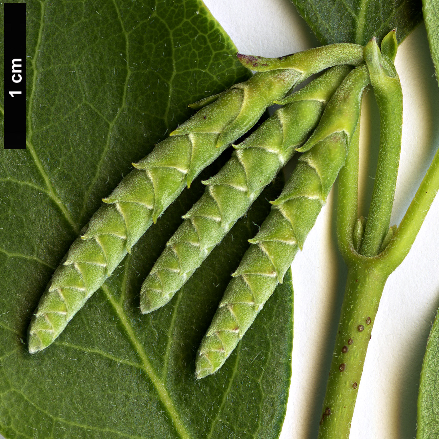 High resolution image: Family: Garryaceae - Genus: Garrya - Taxon: buxifolia