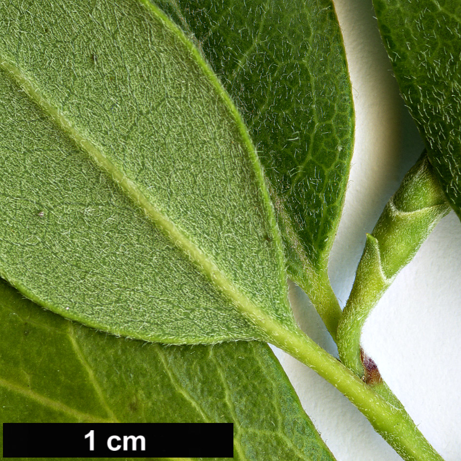 High resolution image: Family: Garryaceae - Genus: Garrya - Taxon: buxifolia
