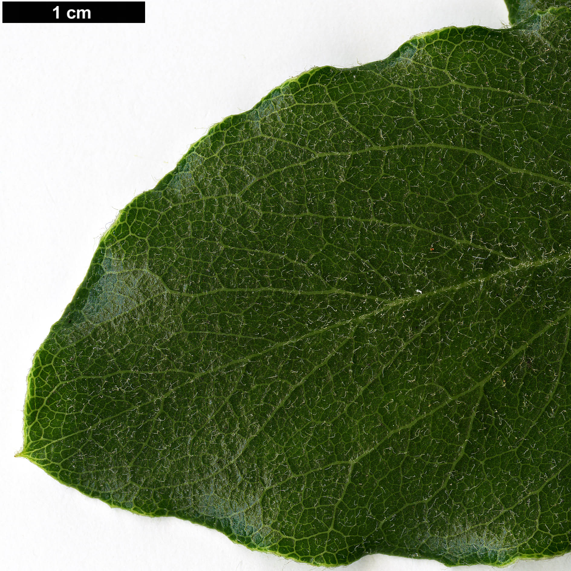 High resolution image: Family: Garryaceae - Genus: Garrya - Taxon: elliptica