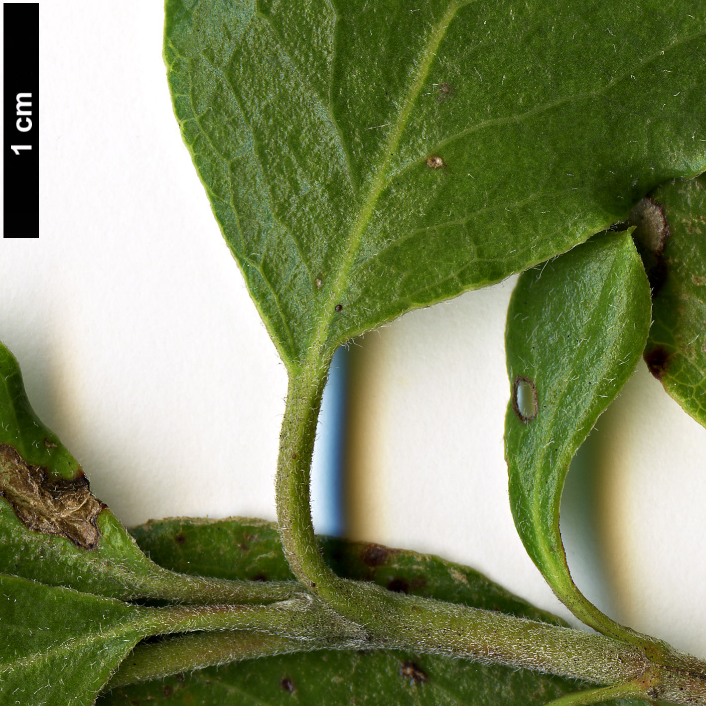 High resolution image: Family: Garryaceae - Genus: Garrya - Taxon: fremontii