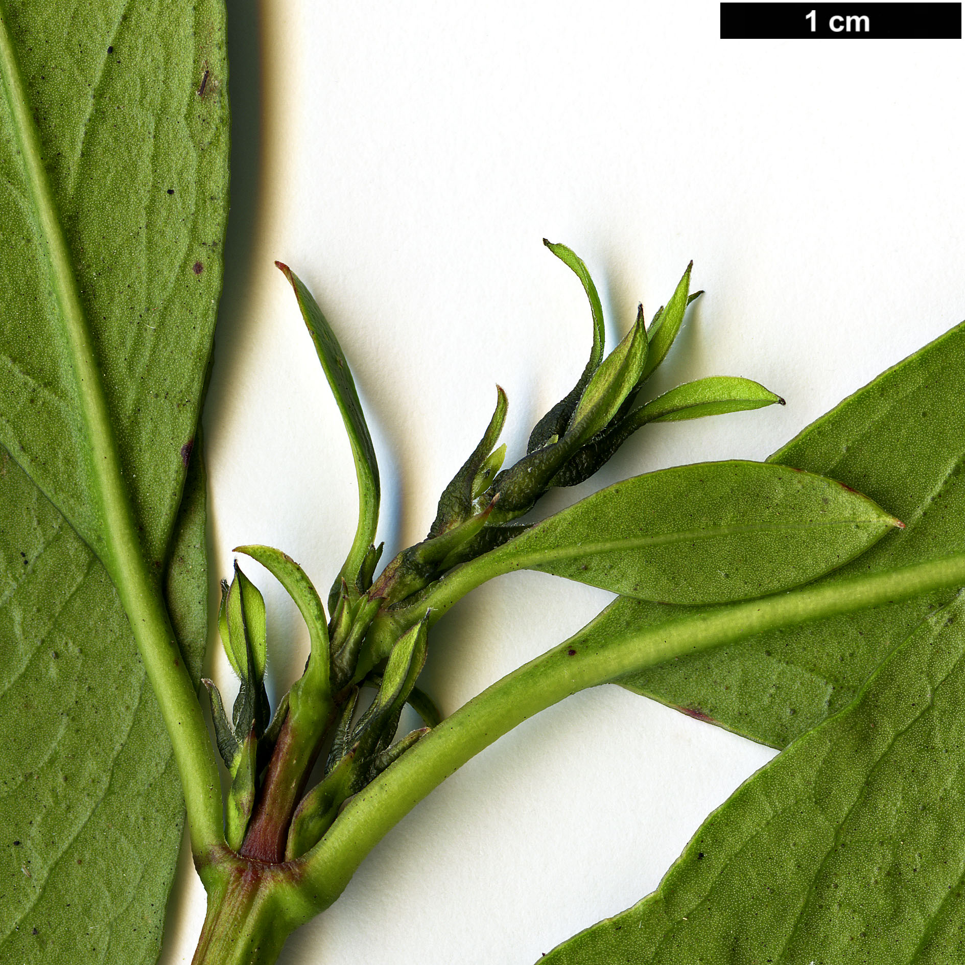 High resolution image: Family: Garryaceae - Genus: Garrya - Taxon: glaberrima