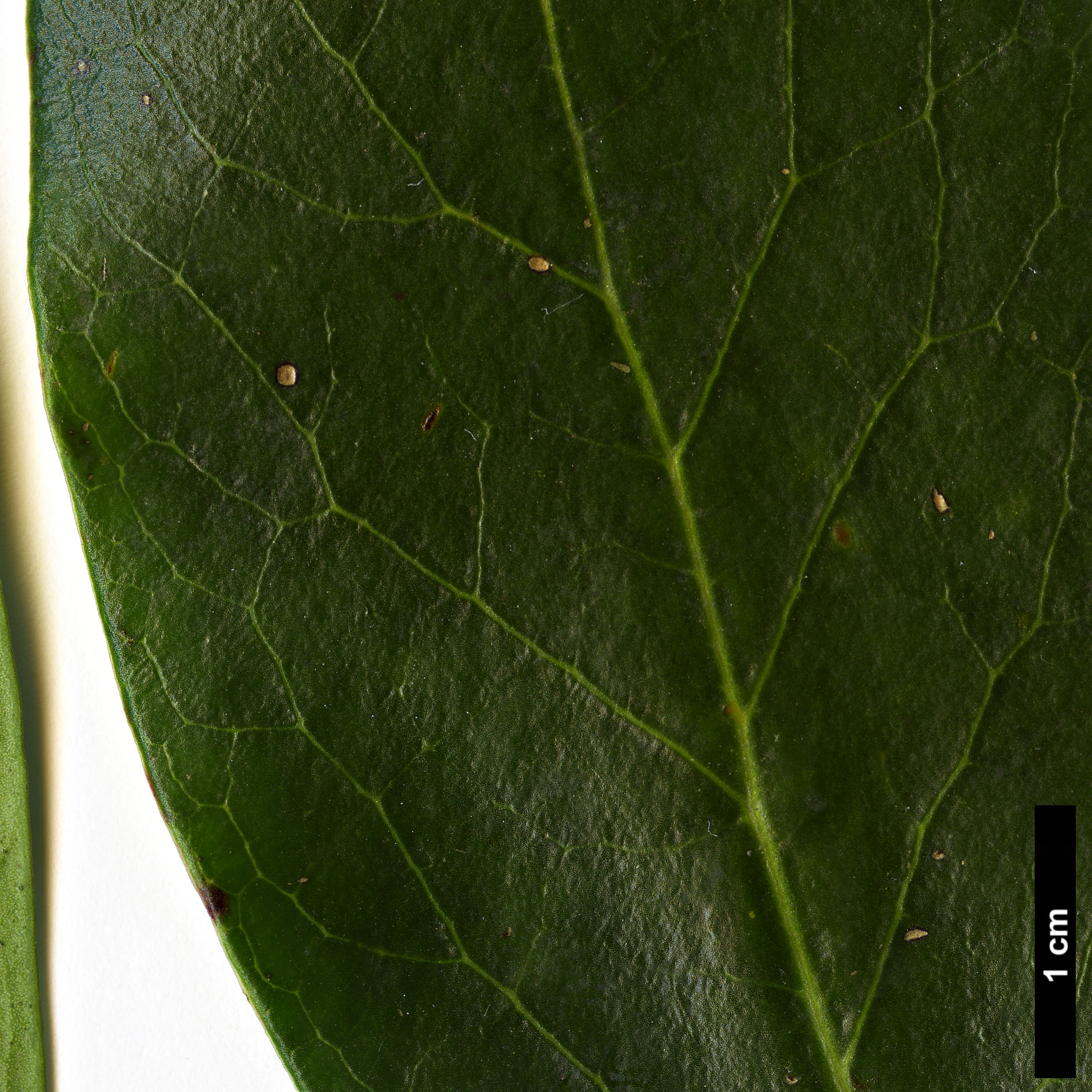 High resolution image: Family: Garryaceae - Genus: Garrya - Taxon: glaberrima