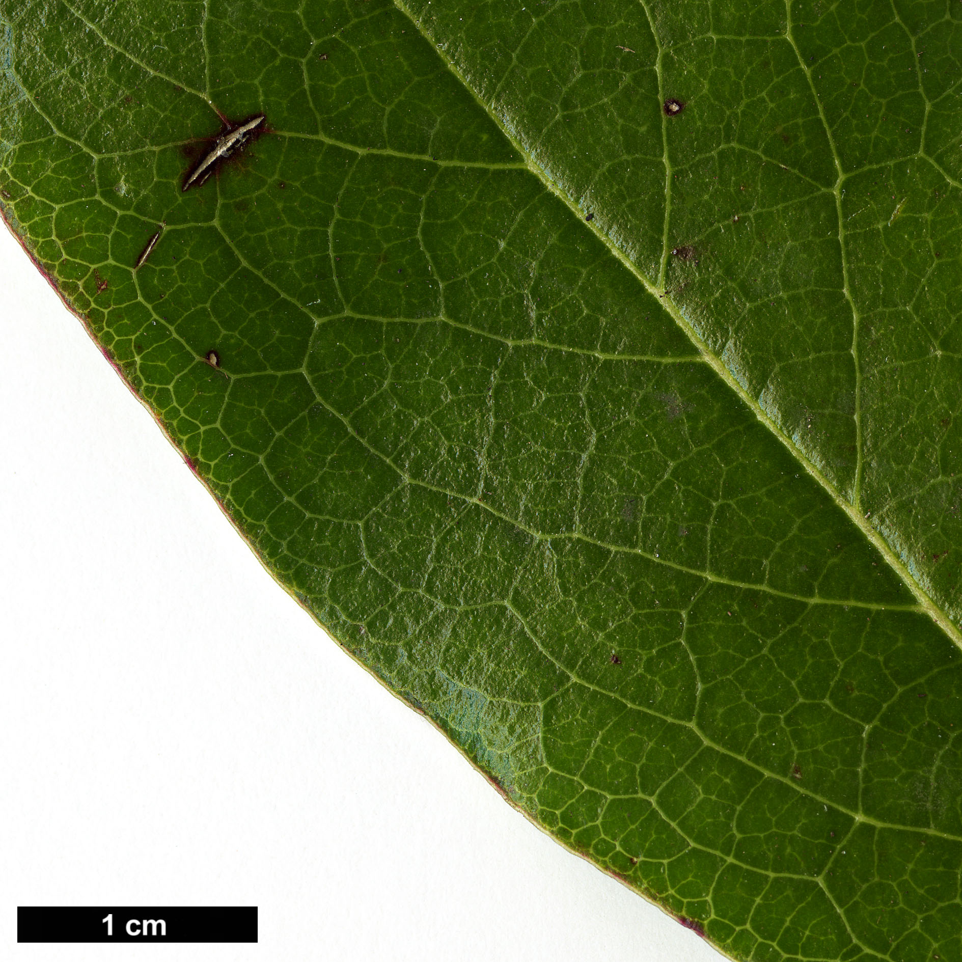 High resolution image: Family: Garryaceae - Genus: Garrya - Taxon: laurifolia