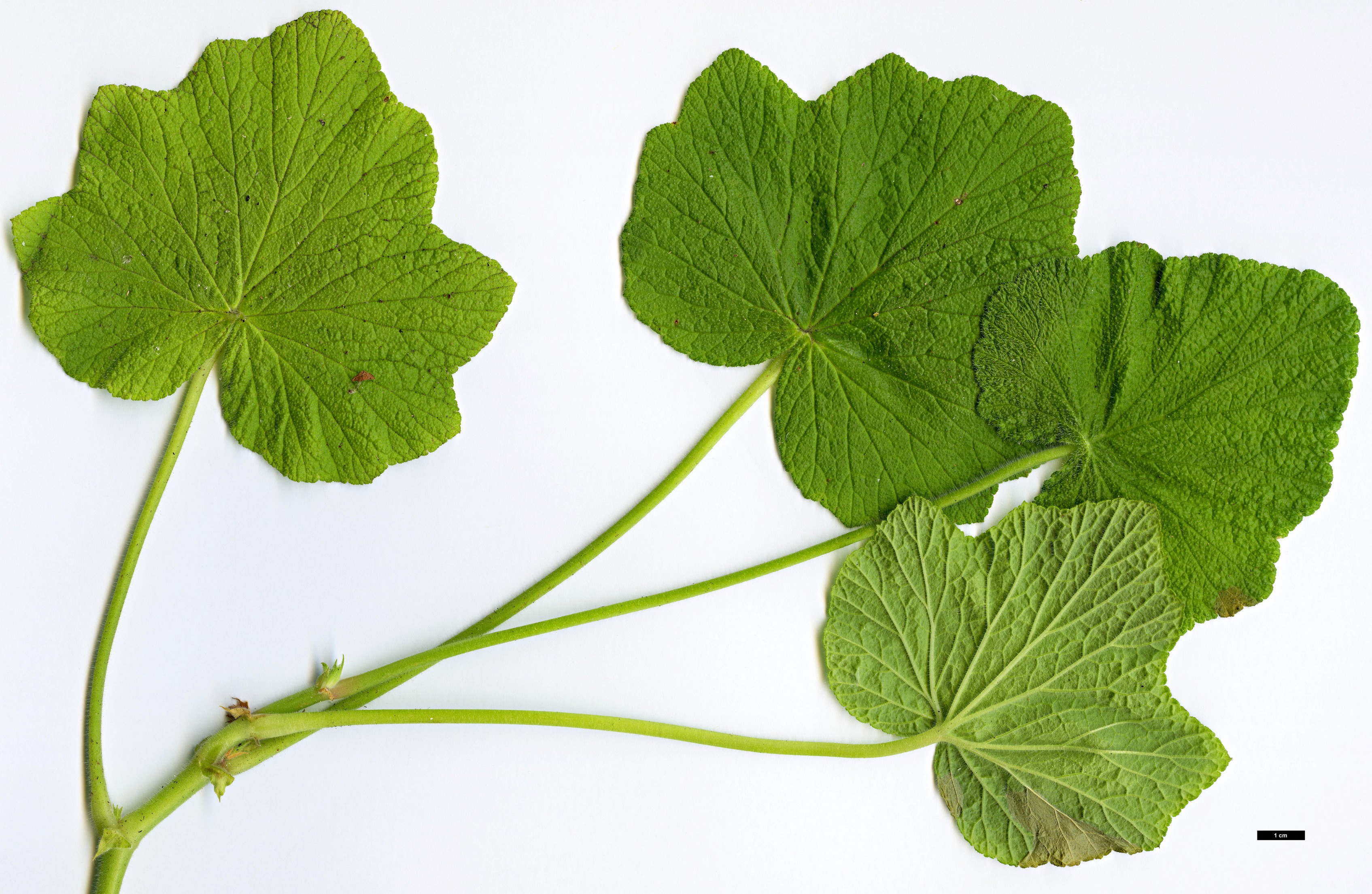 High resolution image: Family: Geraniaceae - Genus: Pelargonium - Taxon: papilionaceum