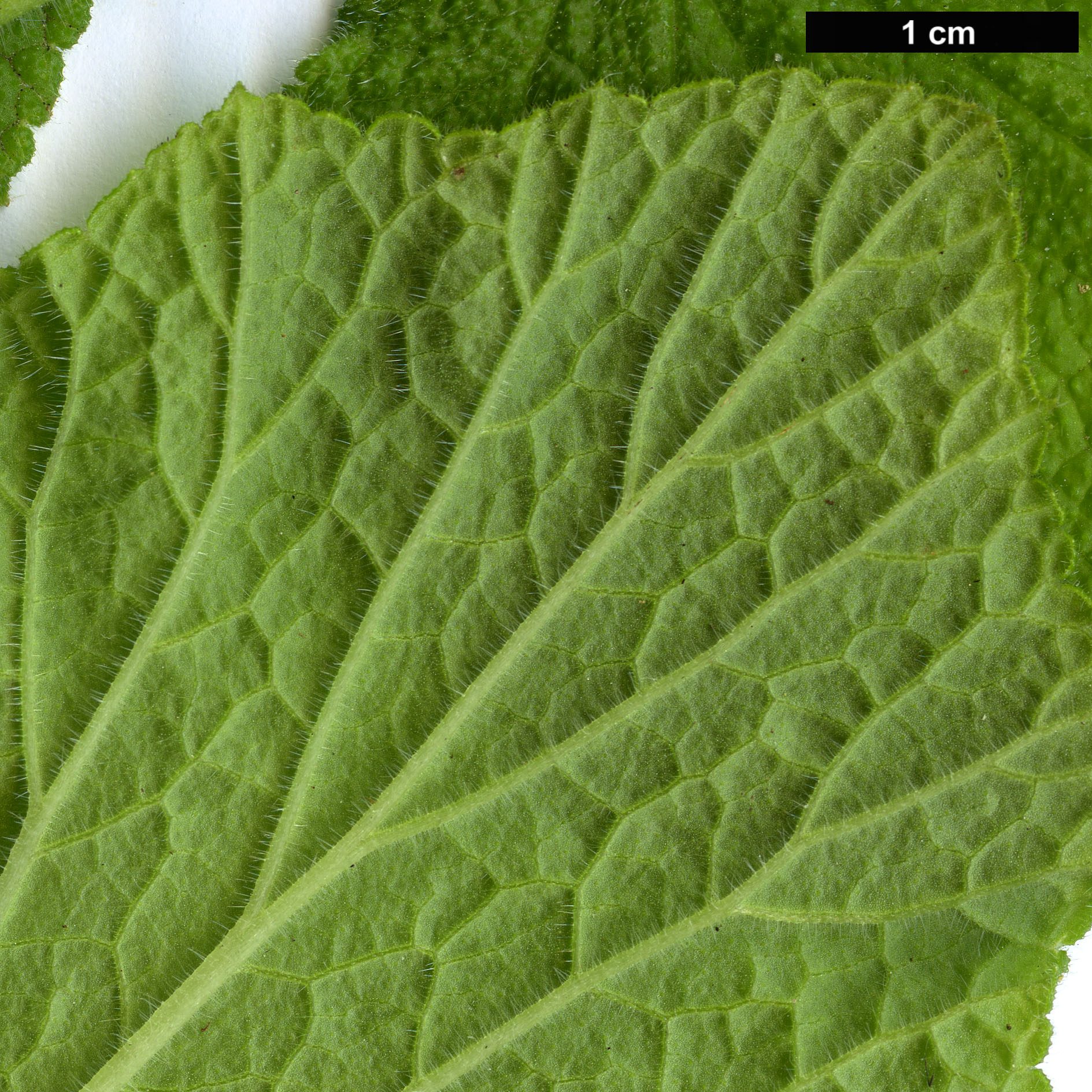 High resolution image: Family: Geraniaceae - Genus: Pelargonium - Taxon: papilionaceum