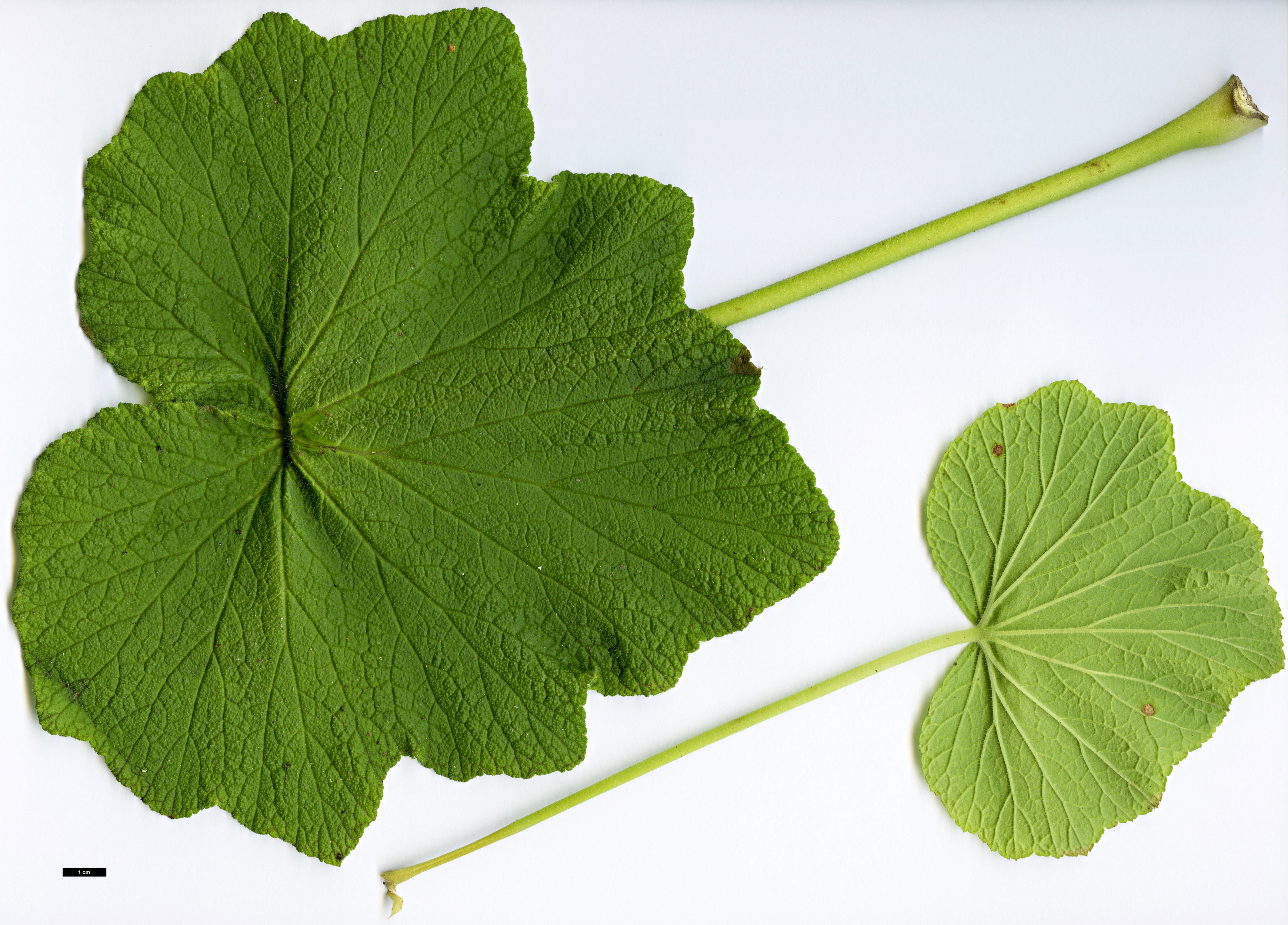 High resolution image: Family: Geraniaceae - Genus: Pelargonium - Taxon: papilionaceum