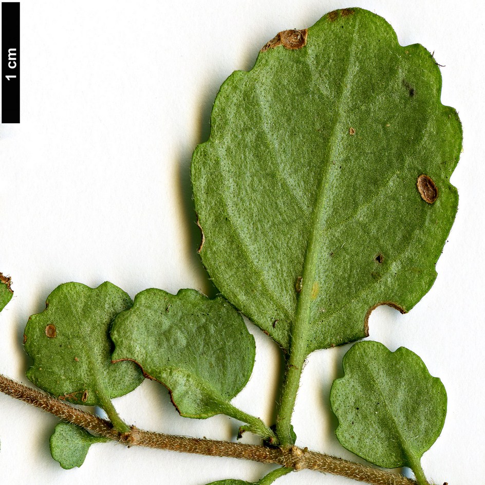 High resolution image: Family: Gesneriaceae - Genus: Asteranthera - Taxon: ovata