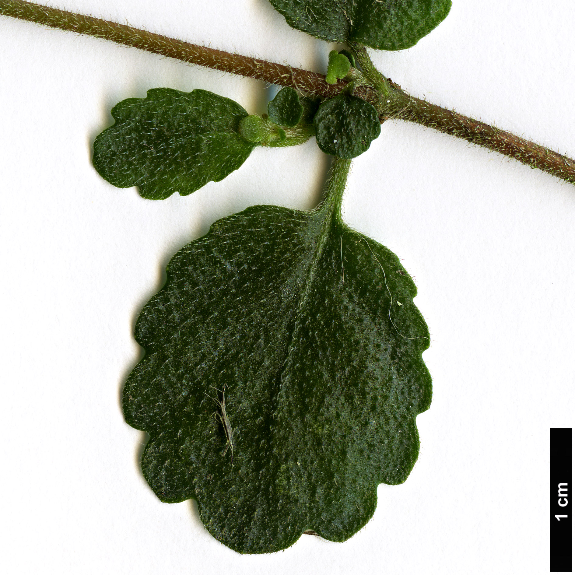 High resolution image: Family: Gesneriaceae - Genus: Asteranthera - Taxon: ovata