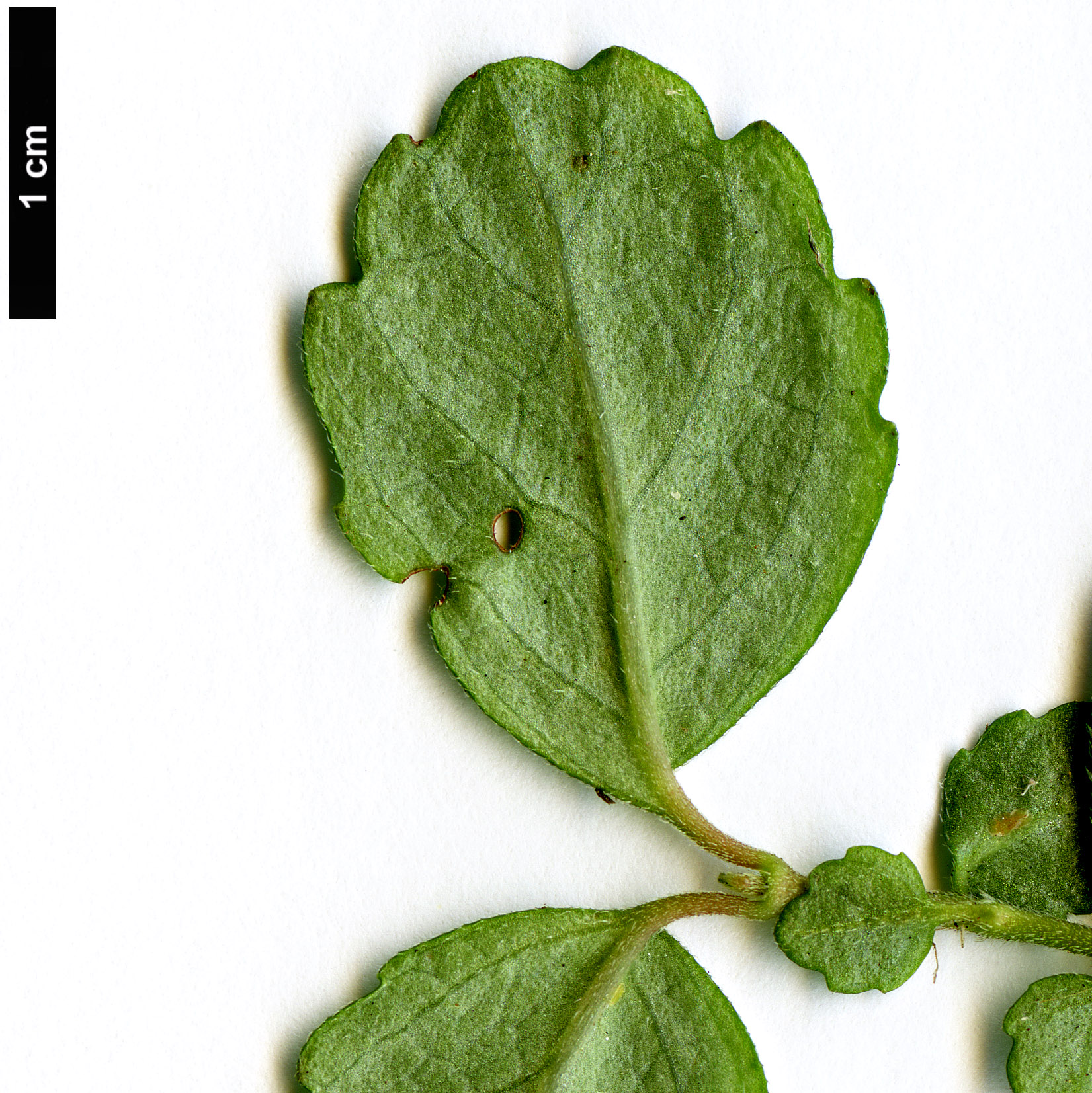 High resolution image: Family: Gesneriaceae - Genus: Asteranthera - Taxon: ovata