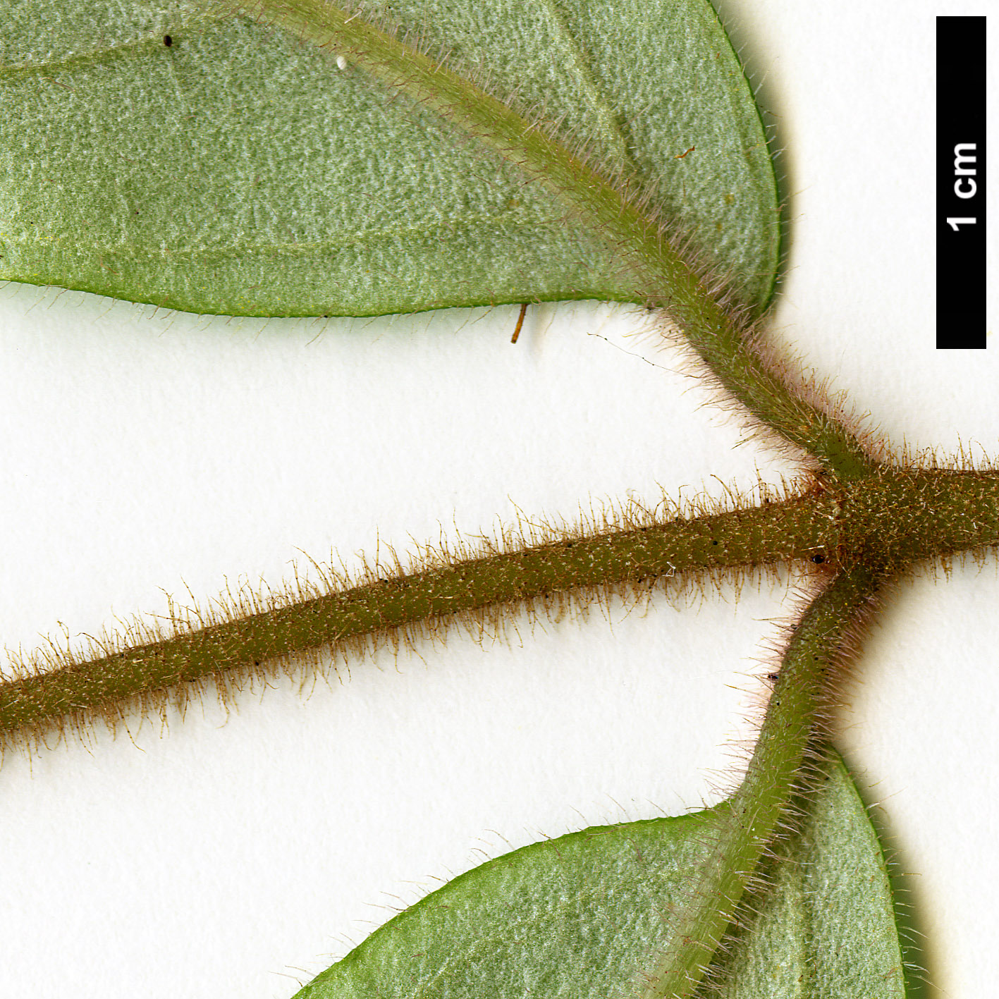 High resolution image: Family: Gesneriaceae - Genus: Fieldia - Taxon: australis