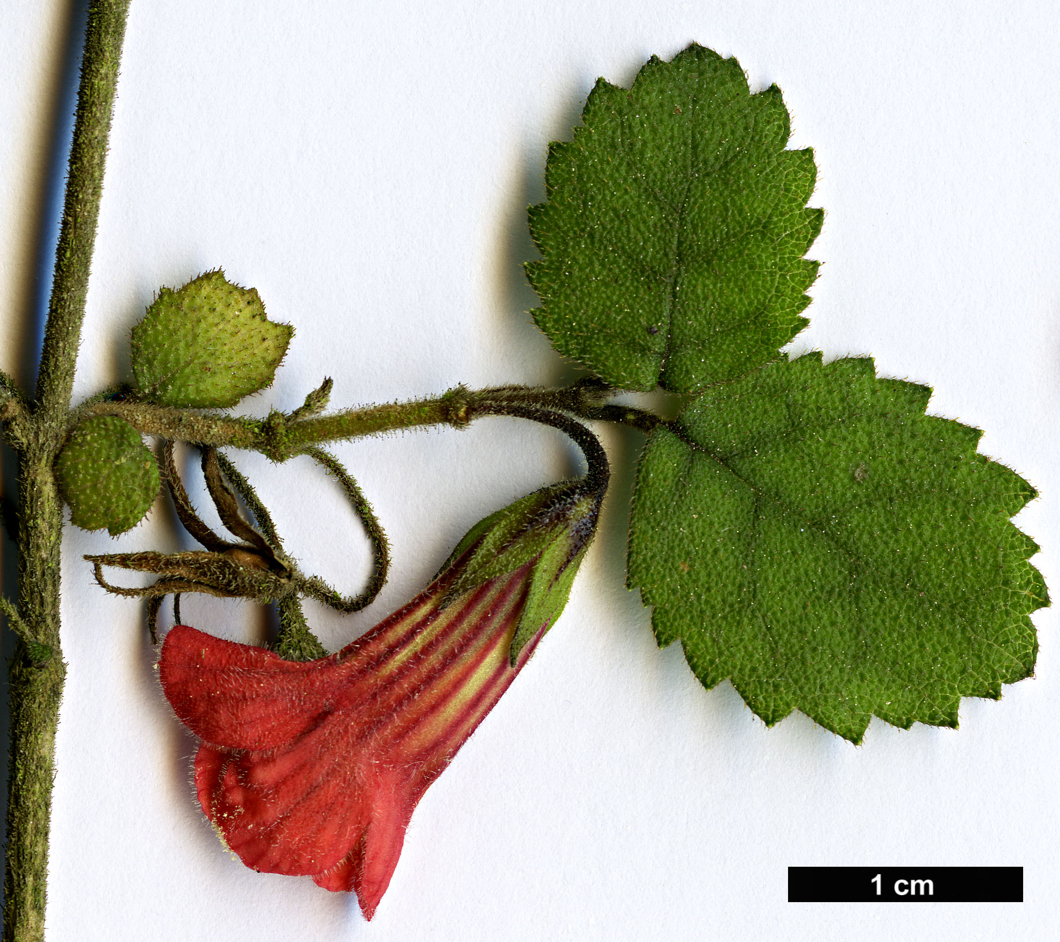 High resolution image: Family: Gesneriaceae - Genus: Rhabdothamnus - Taxon: solandri