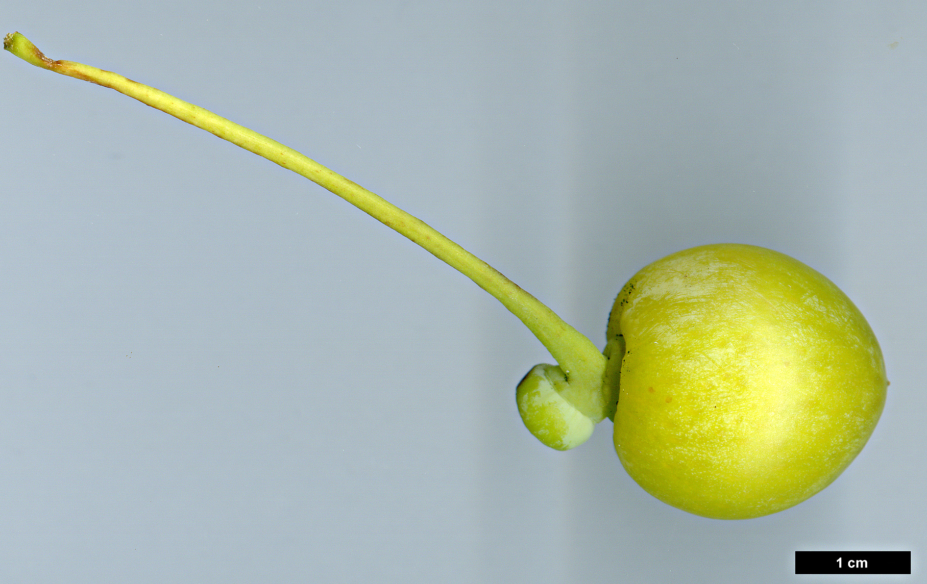 High resolution image: Family: Ginkgoaceae - Genus: Ginkgo - Taxon: biloba