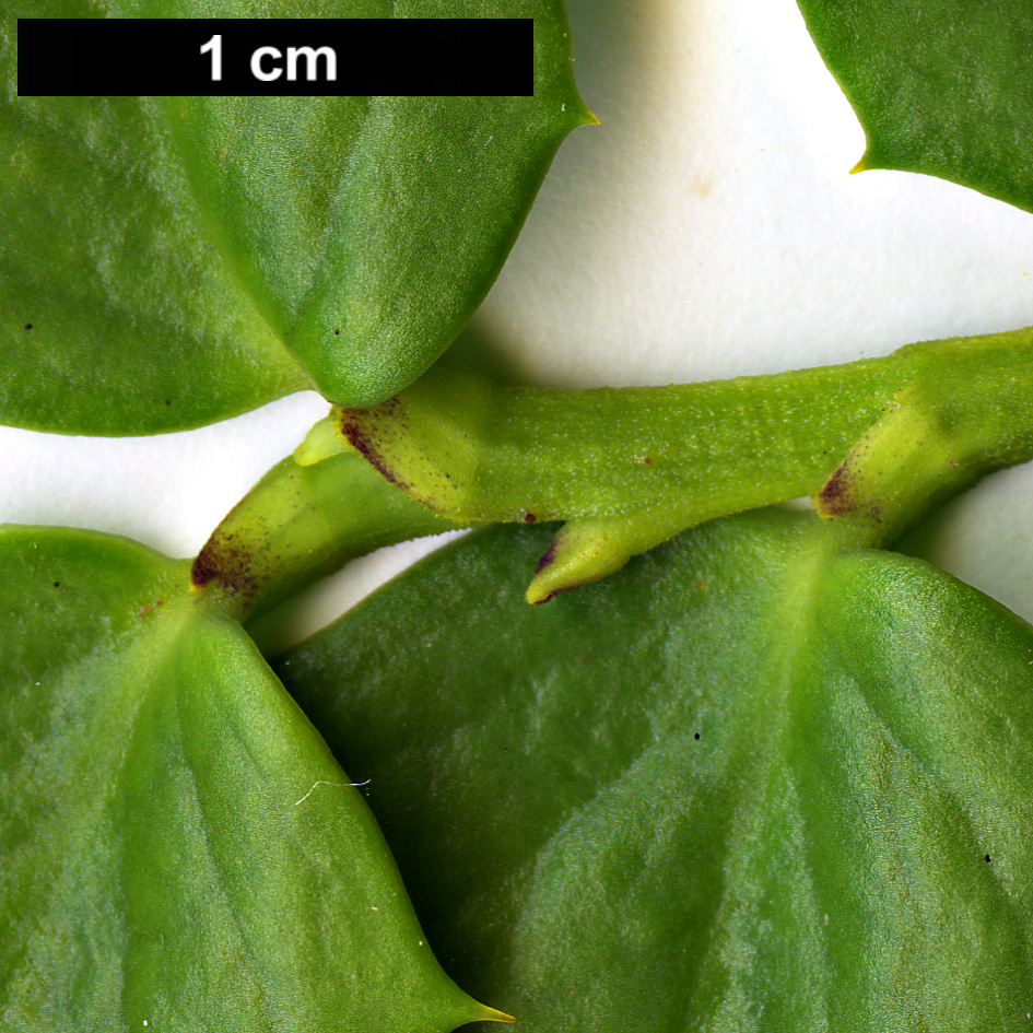 High resolution image: Family: Griseliniaceae - Genus: Griselinia - Taxon: jodinifolia